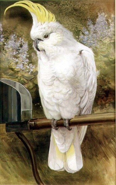Sulphur Crested Kakadua av Charles Whymper