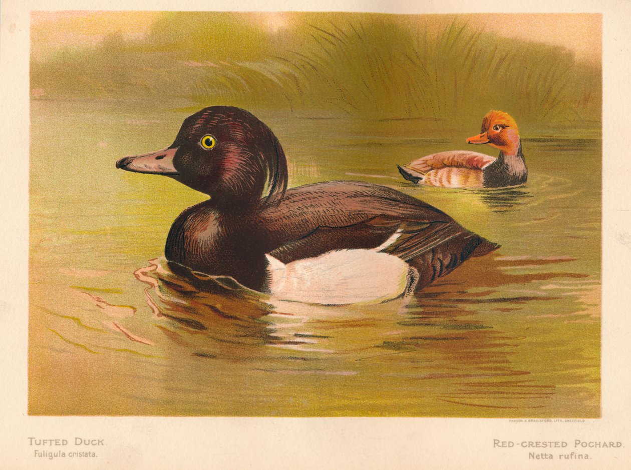 Tufted Duck Fuligata cristata, Röd- Crested Pochard Netta rufina, 1900, 1900 av Charles Whymper