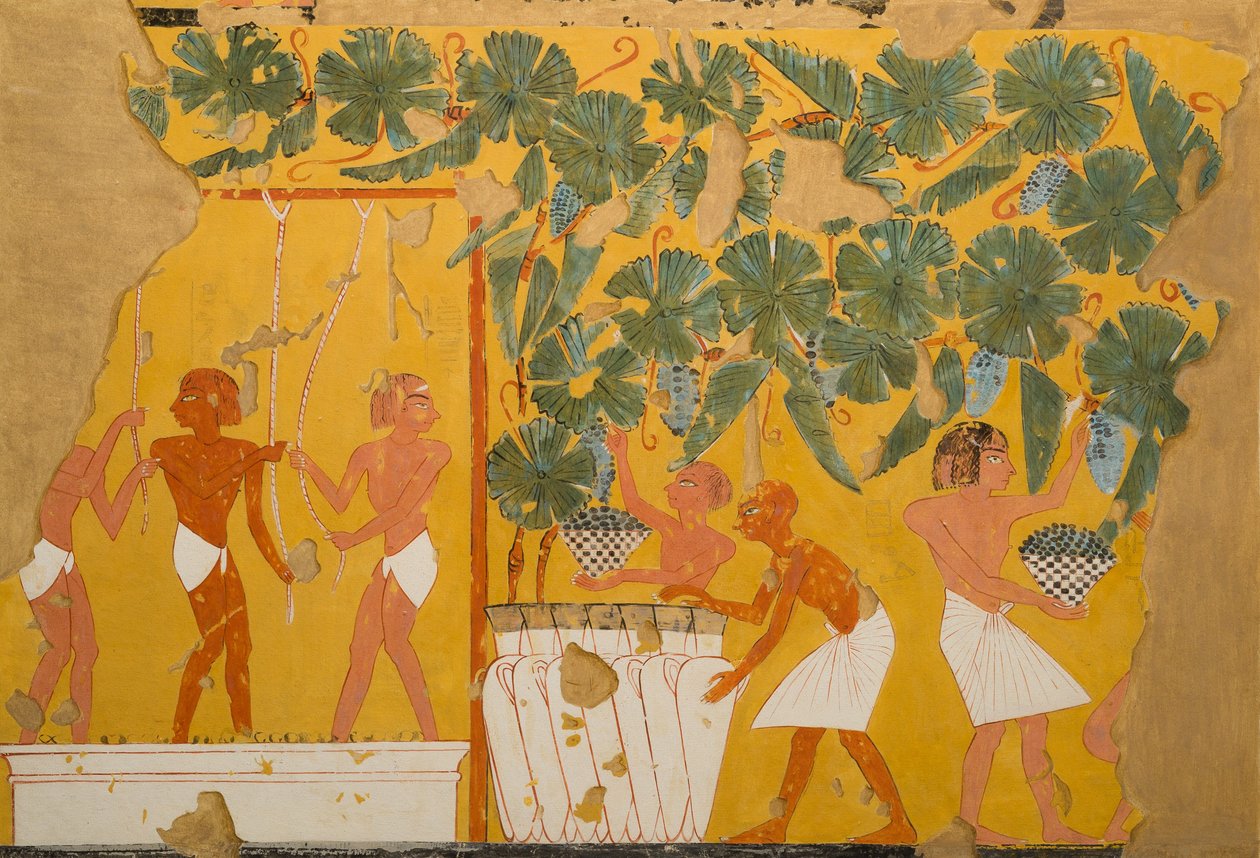 Vintillverkning, Tomb of Ipuy (tempera på papper) av Charles Wilkinson