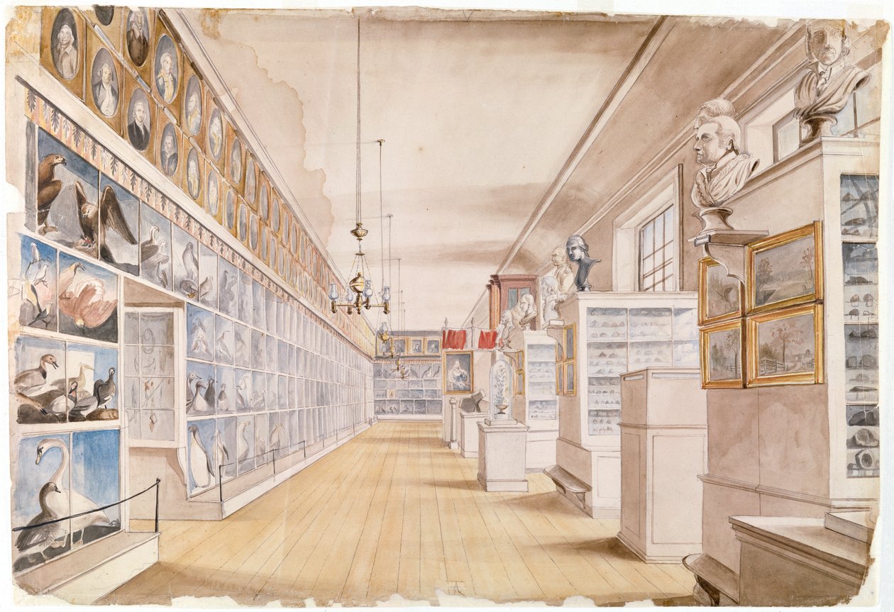 The Long Room, Interiör av Front Room i Peales Museum, 1822 (wc över grafit på papper) av Charles Willson Peale