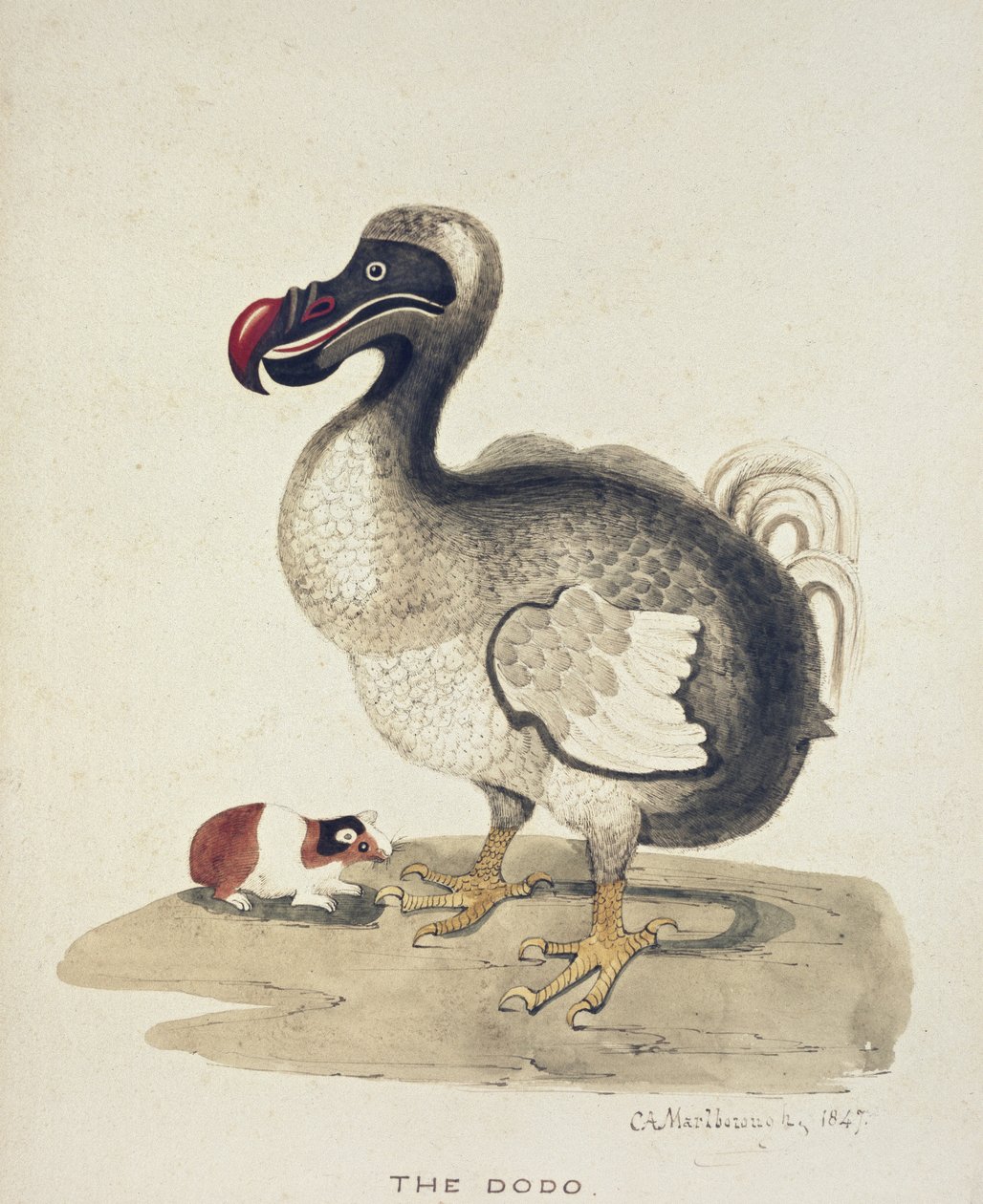 Studie av en Dodo och en marsvin, 1847 (akvarell med penna och bläck på naturvitt papper) av Charlotte Augusta Duchess of Marlborough Spencer Churchill
