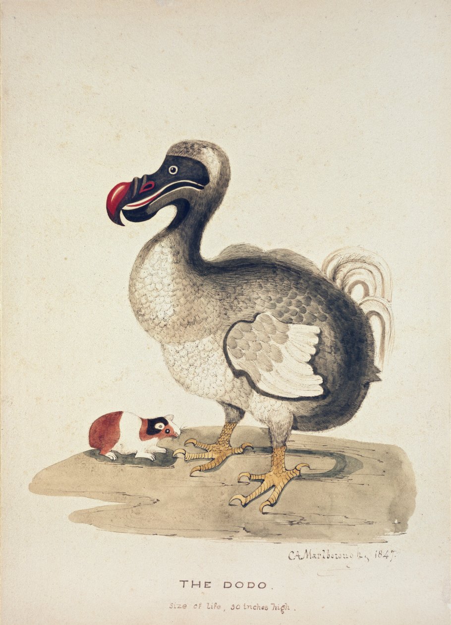 Studie av en Dodo och ett marsvin, 1847 av Charlotte Augusta Spencer Churchill
