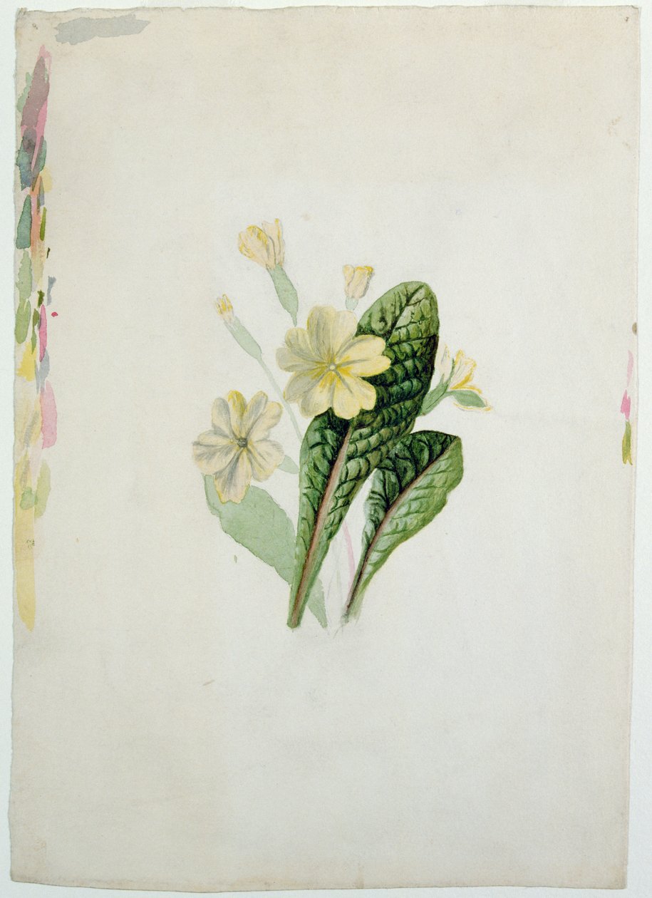 Studie av en primula, ca 1830 (wc på papper) av Charlotte Bronte