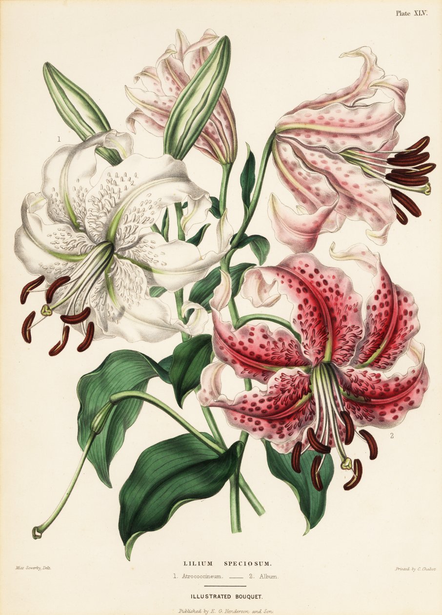 Japanska liljesorter, Lilium specioseum av Charlotte Caroline Sowerby