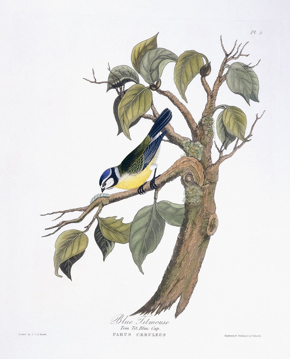 Blåmes av Charlotte L. E. Perrott