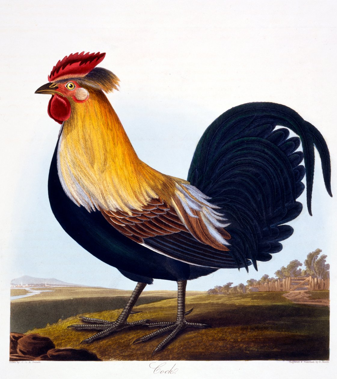 Cock (Phasianus), graverad av Robert Havell, Jr (1793-1878), 1835 av Charlotte L. E. Perrott