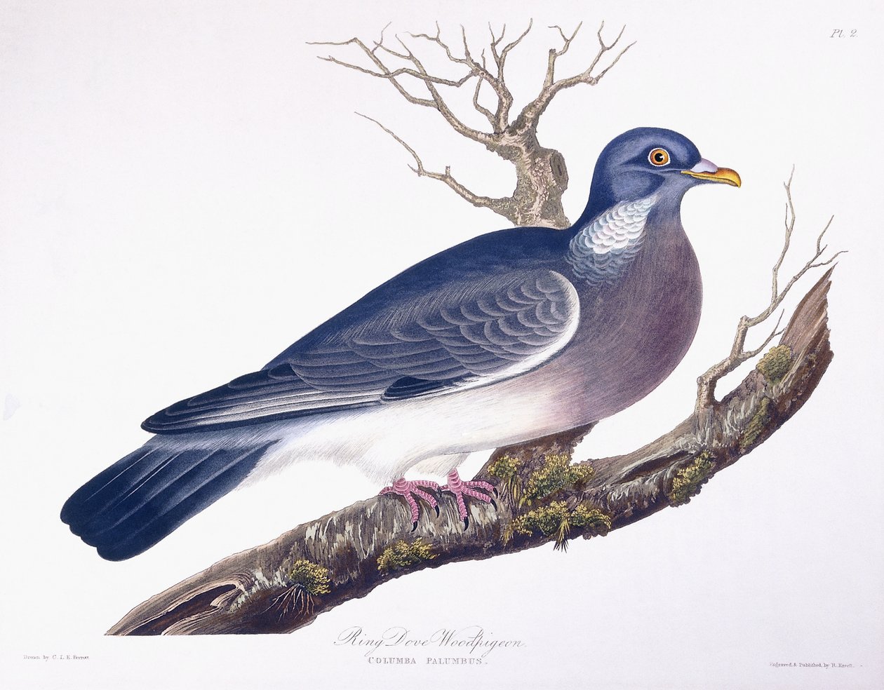 Ringduva Wood Pigeon av Charlotte L. E. Perrott