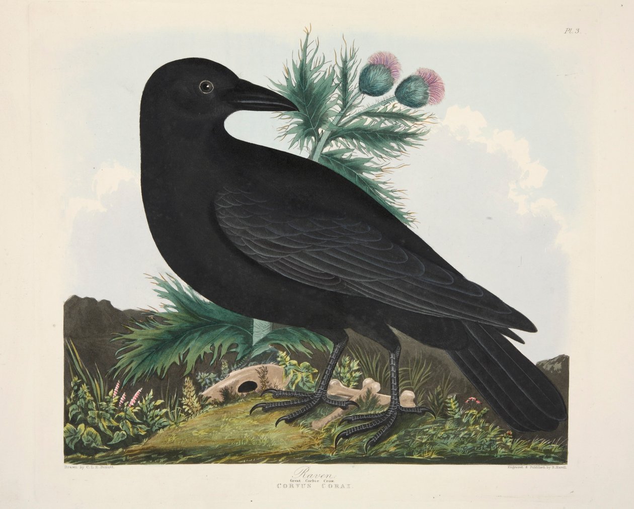 Raven, Corvus Corai, pub. 1835 Handfärgad gravyr. av Charlotte Lousia Emily Perrott