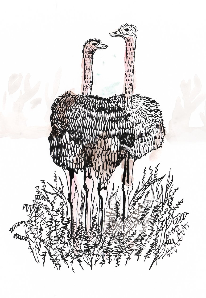 Flamingos, 2018 (penna och bläck) av Charlotte Orr