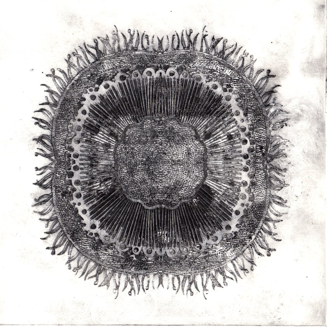 Plant Cells, 2019 (torrpunktsetsning) av Charlotte Orr