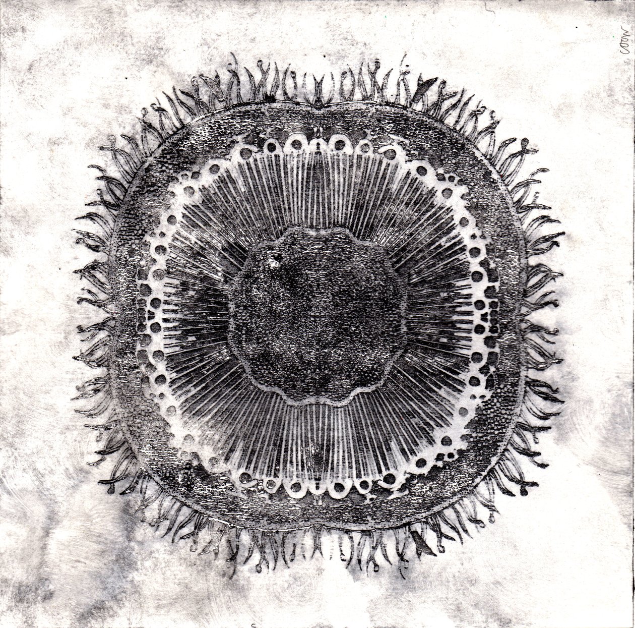 Plant Cells, 2019 (torrpunktsetsning) av Charlotte Orr