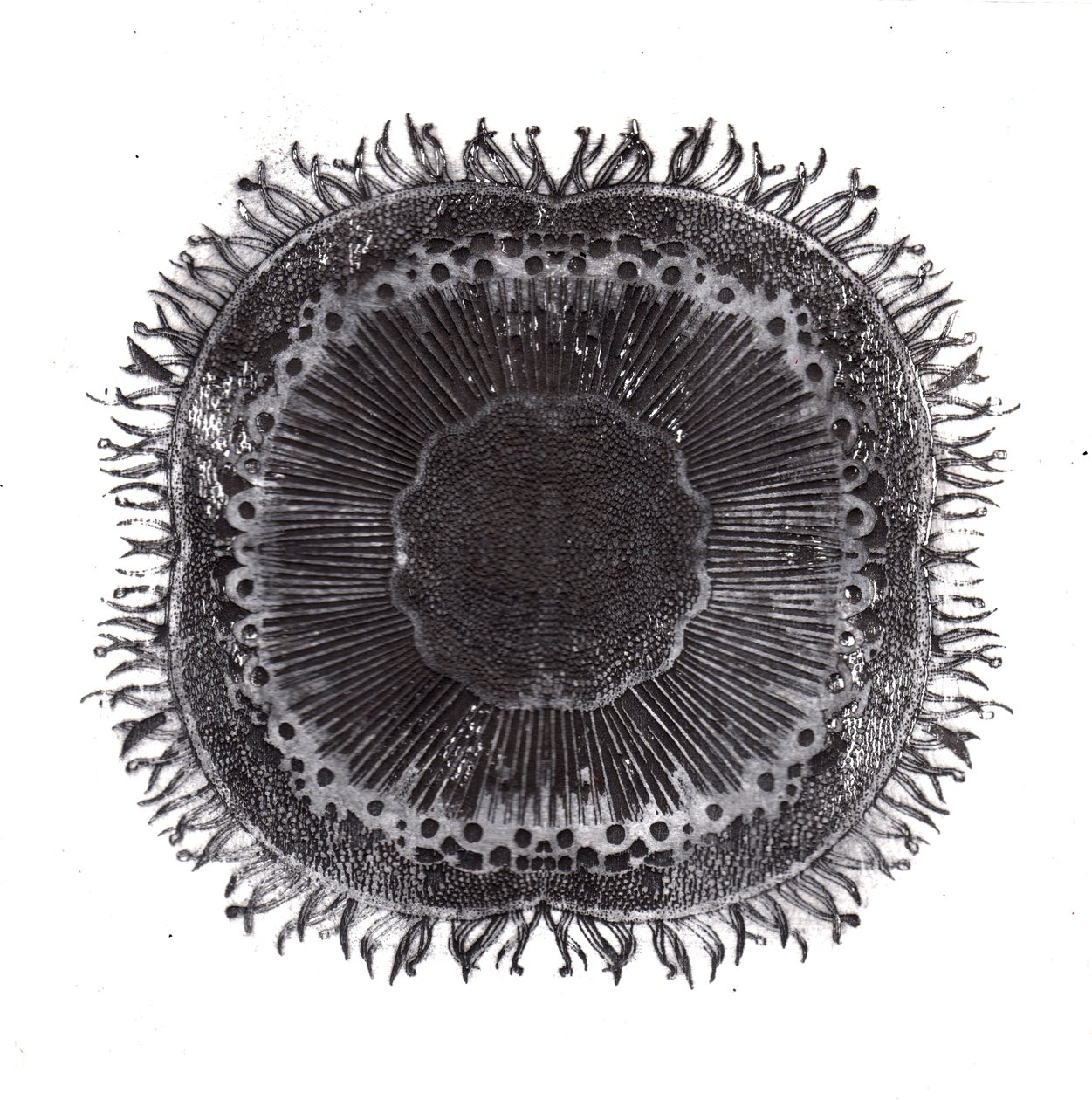 Plant Cells, 2019 (torrpunktsetsning) av Charlotte Orr