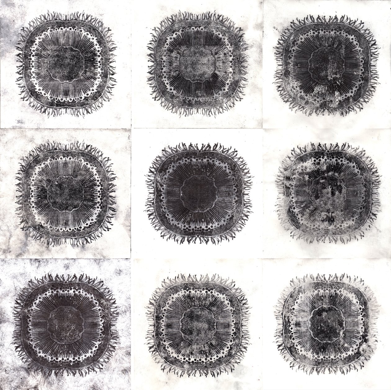 Plant Cells, 2019 (torrpunktsetsning) av Charlotte Orr