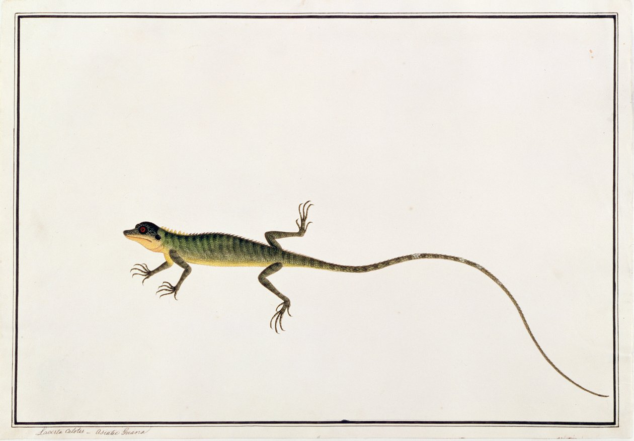 Asiatisk Guana, Lacerta Calotes, från teckningar av djur, insekter och reptiler från Malacka, c.1805-18 (wc och gouache på papper) av Chinese School