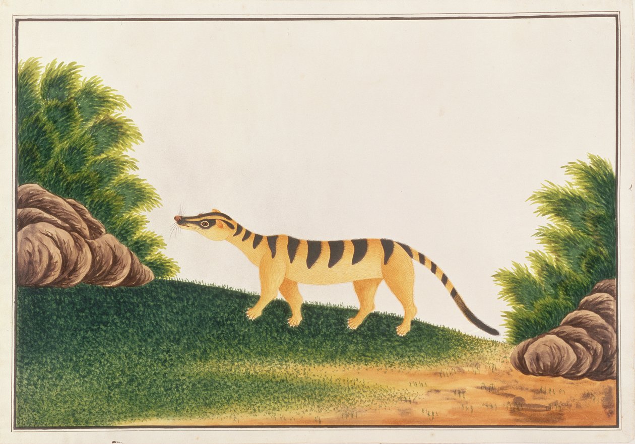 Banded Palm Civet, från teckningar av djur, insekter och reptiler från Malacka, c.1805-18 (wc & gouache på papper) av Chinese School