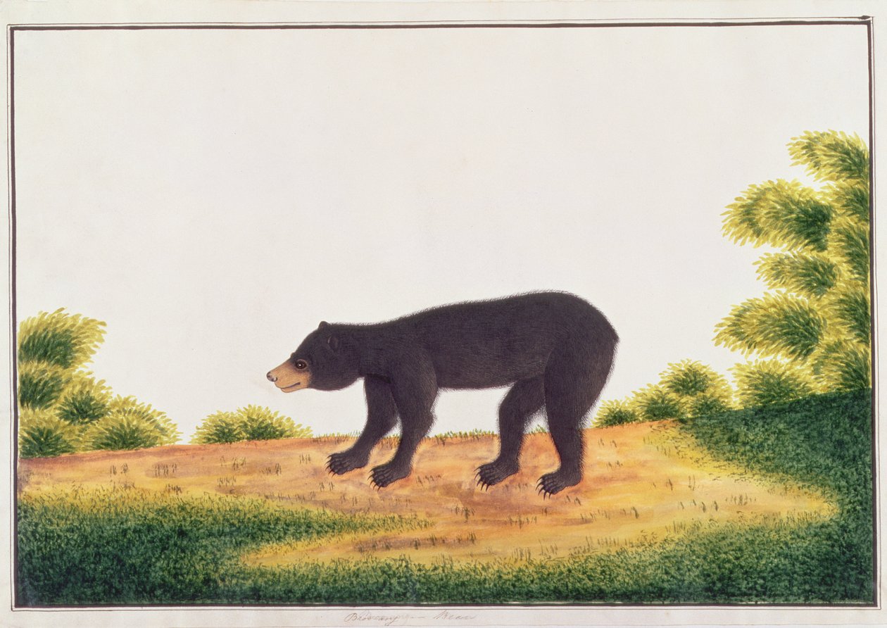 Björn, Broo-ang, från Drawings of Animals, Insects and Reptiles from Malacca, c.1805-18 (wc och gouache på papper) av Chinese School