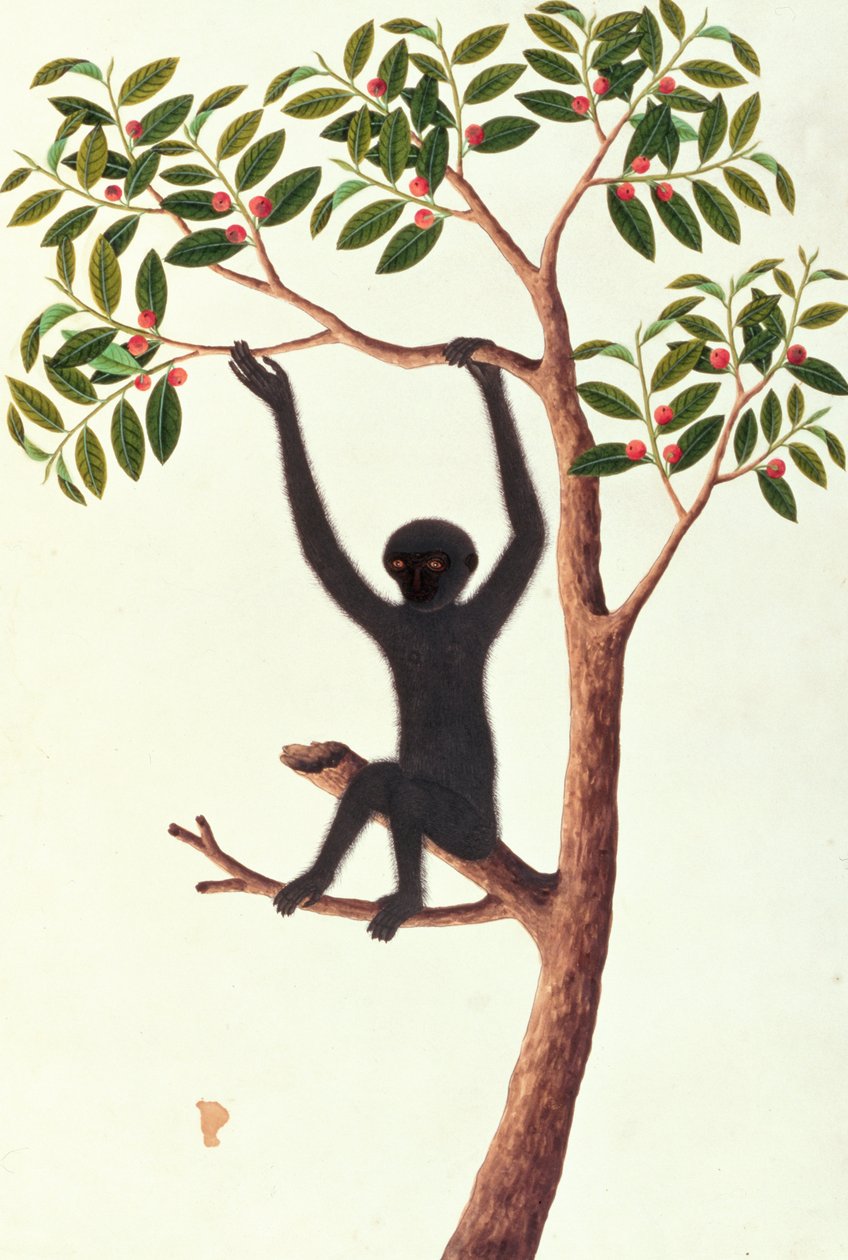 Black Long Armed Ape, Ongka Pitam, från teckningar av djur, insekter och reptiler från Malacka, c.1805-18 (wc och gouache på papper) av Chinese School