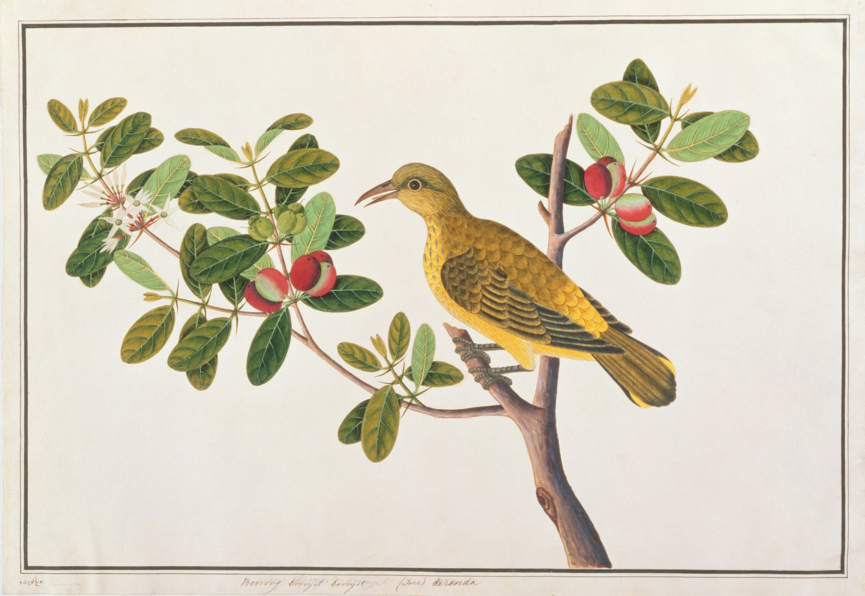Svartnackad Oriole, från Drawings of Birds from Malacca, c.1805-18 (wc på papper) av Chinese School