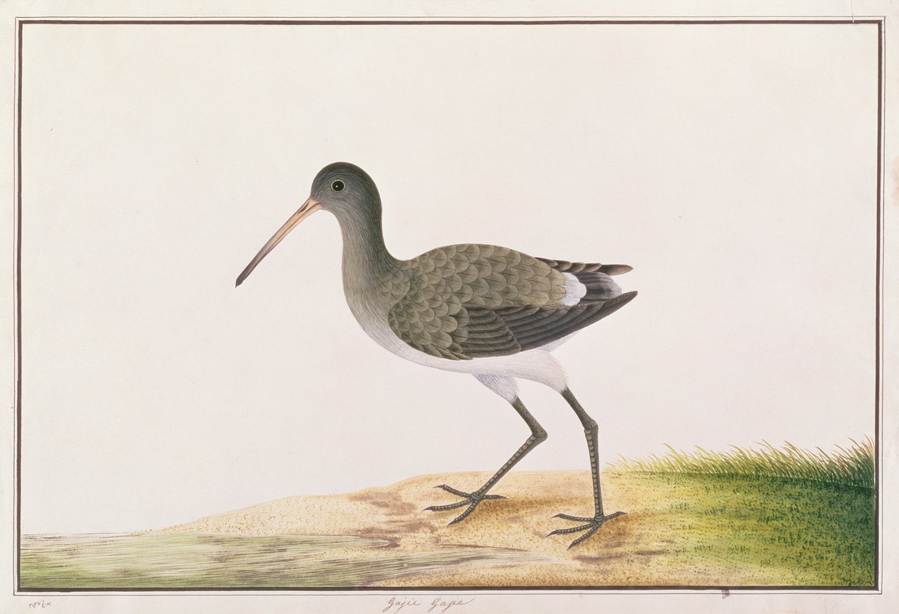 Svartsvans, från Drawings of Birds from Malacca, c.1805-18 (wc på papper) av Chinese School