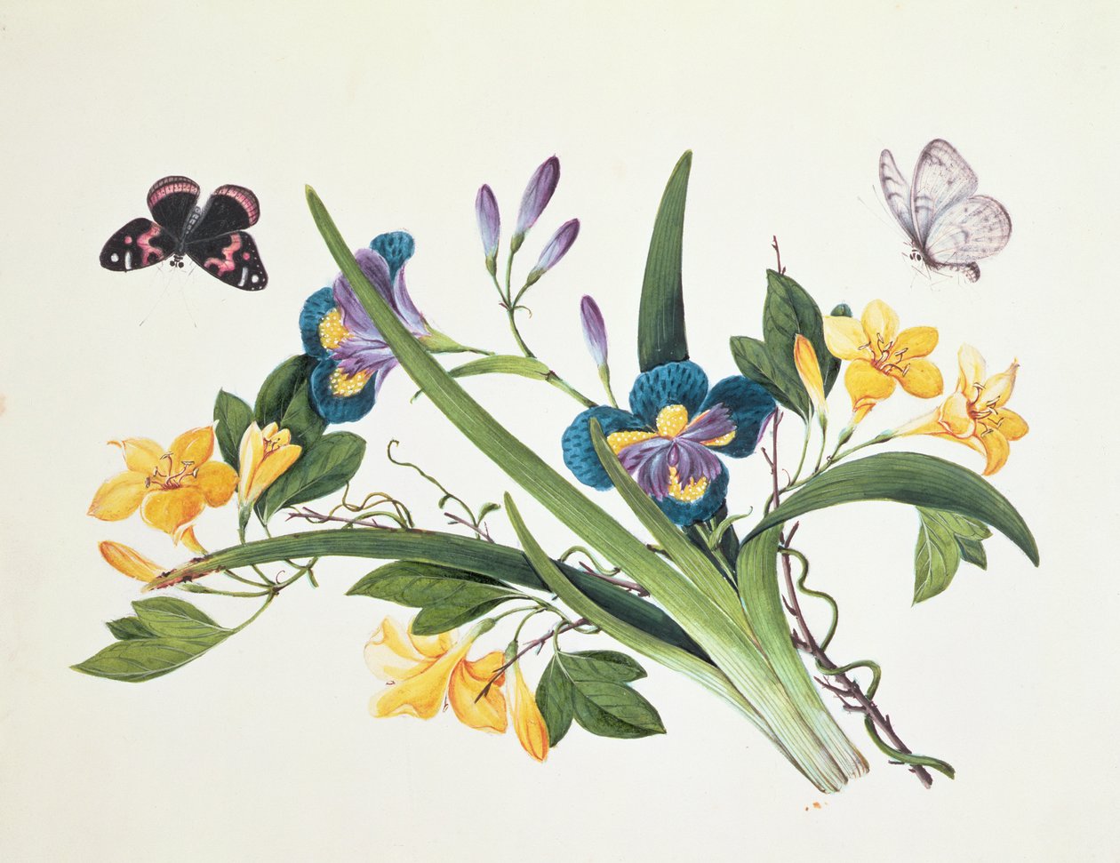 Blå iris och insekter (wc på papper) av Chinese School