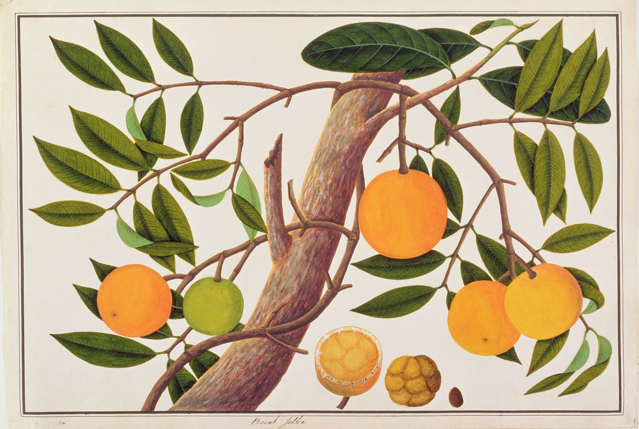 Booah Jebba, från Drawings of Plants from Malacca, c.1805-18 (wc på papper) av Chinese School