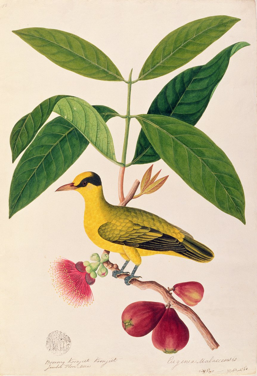 Boorong koonjiet koonjiet, Jambo Flore mera, från Drawings of Birds from Malacca, c.1805-18 (wc på papper) av Chinese School