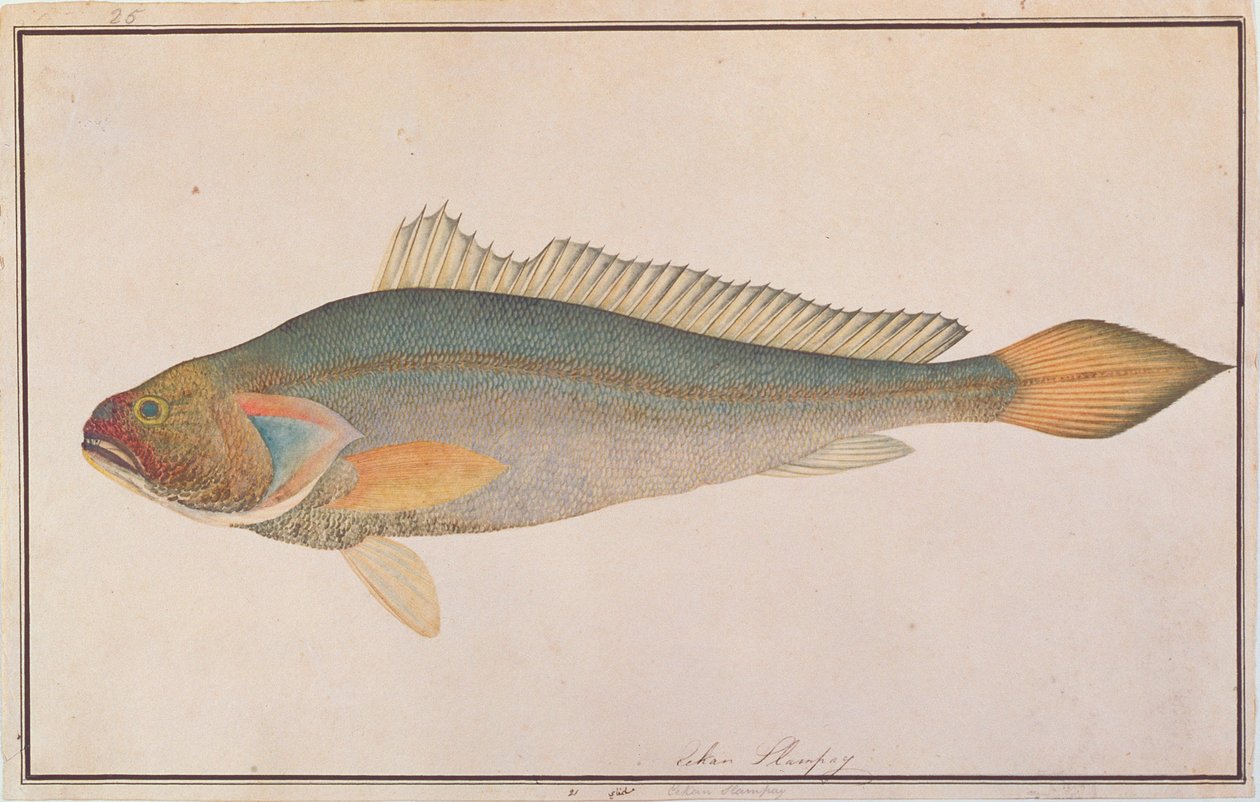 Brons Croaker, från Drawings of Fishes from Malacca, c.1805-18 (wc på papper) av Chinese School