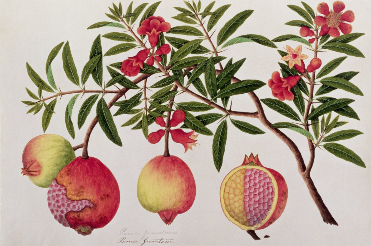 Bua Klitchie eller Caesalpinia bonducella, från Drawings of Plants from Malacca, c.1805-18 (wc på papper) av Chinese School