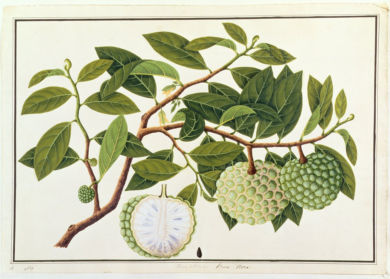 Bua Nora, från Drawings of Plants from Malacca, c.1805-18 (wc på papper) av Chinese School