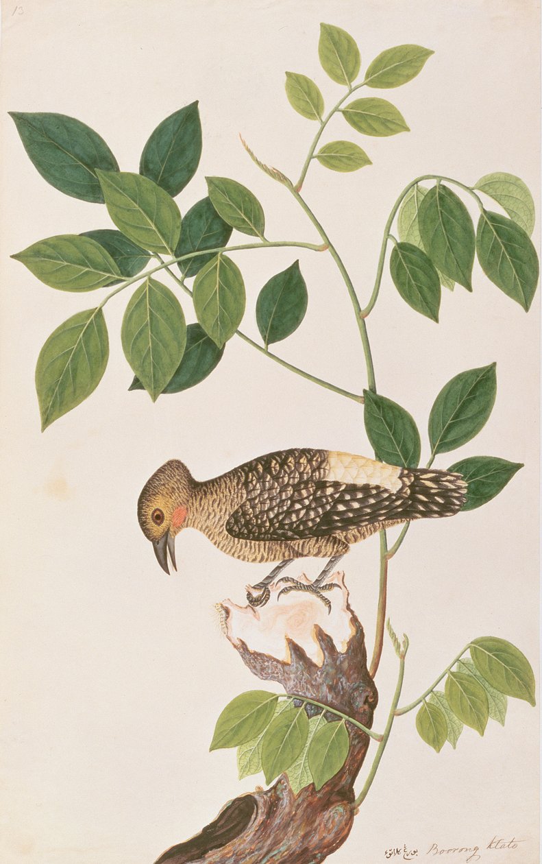 Buffrumped hackspett, från Drawings of Birds from Malacca, c.1805-18 (wc på papper) av Chinese School