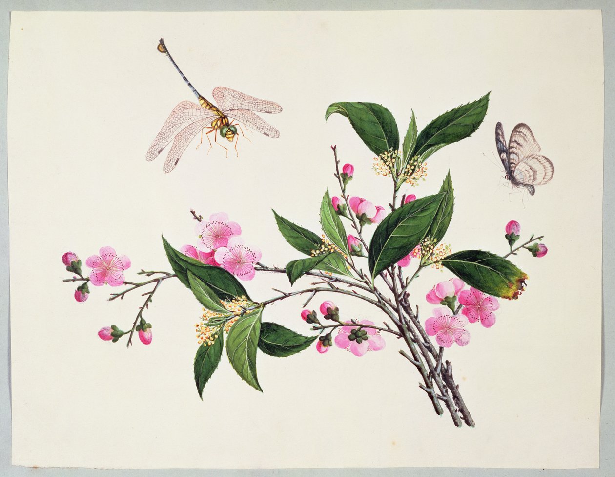 Cherry Blossom Dragonfly och Butterfly av Chinese School