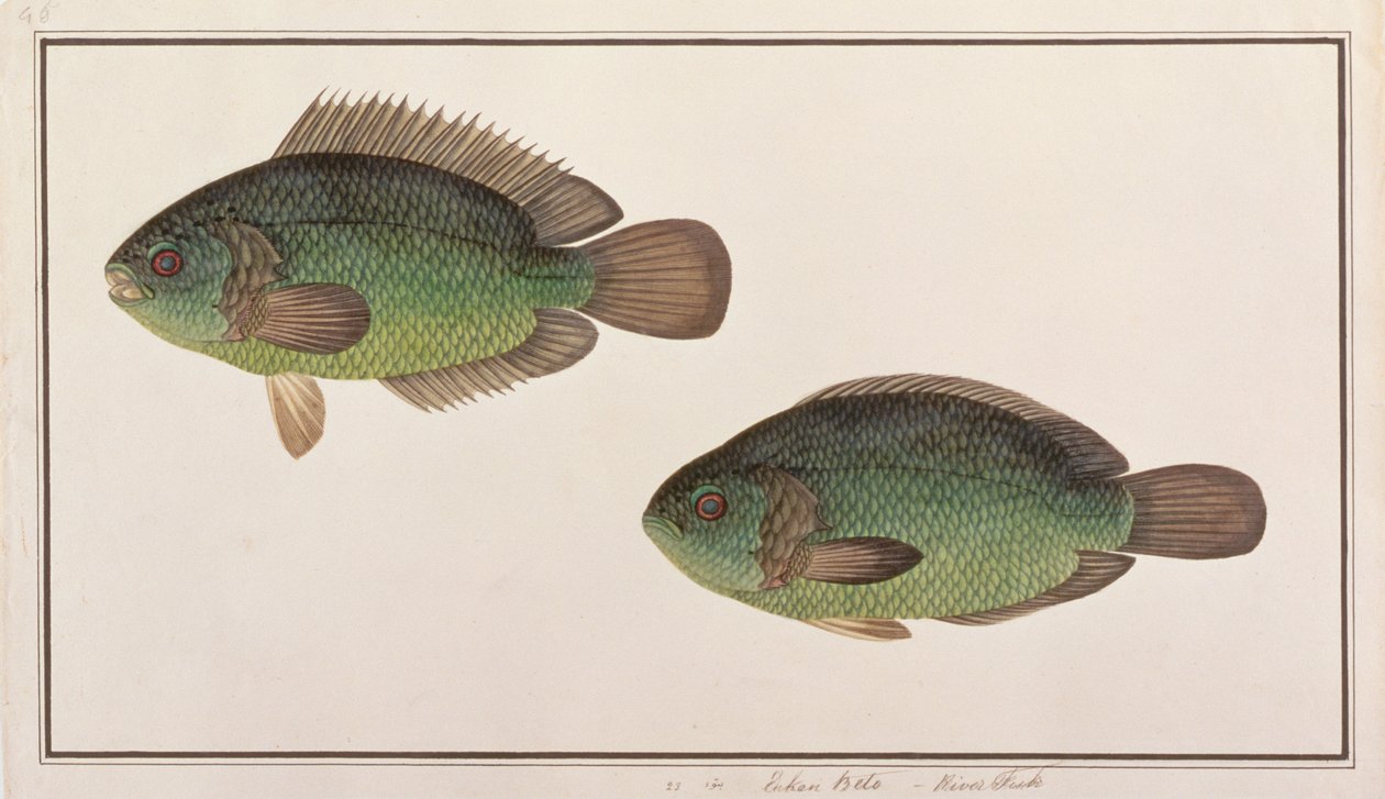 Klätterabborre, från ritningar av fiskar från Malacka, ca 1805-18 (wc på papper) av Chinese School