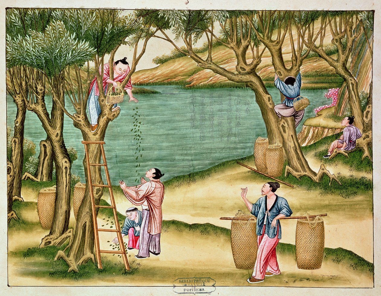 Aoina mai mulberries, mai se tusi i luga o pisinisi silika swed av Chinese School