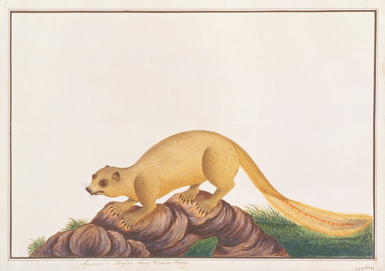 Gräddfärgad jätteekorre, från teckningar av djur, insekter och reptiler från Malacka, ca 1805-18 (wc & gouache på papper) av Chinese School