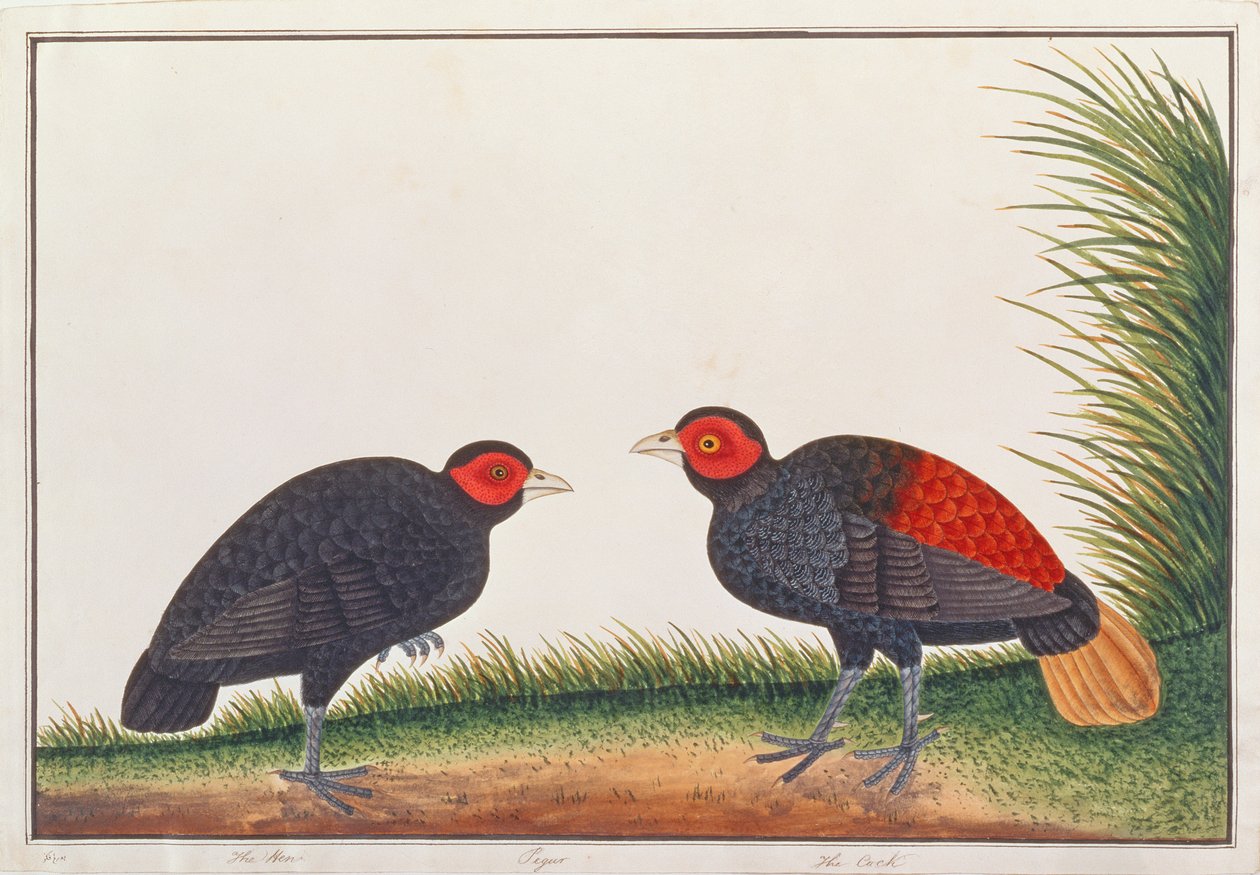 Crestless Fireback, från Drawings of Birds from Malacca, c.1805-18 (wc på papper) av Chinese School