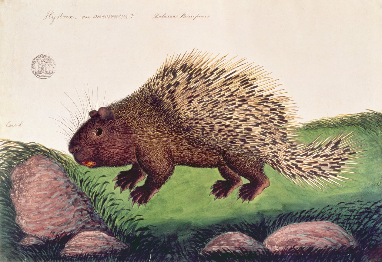 Dammai Batoo, från teckningar av djur, insekter och reptiler från Malacka, ca 1805-18 (gouache och wc på papper) av Chinese School