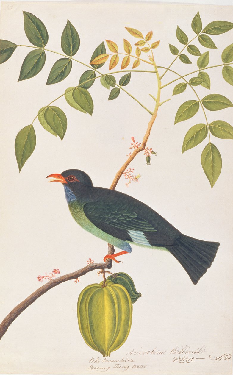 Dollarbird, från Drawings of Birds from Malacca, c.1805-18 (wc på papper) av Chinese School