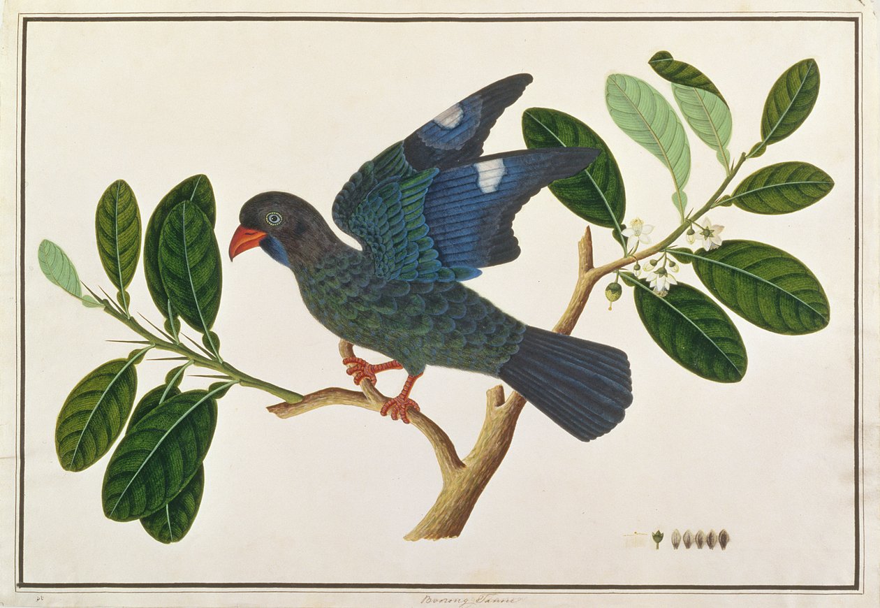 Dollarbird, från Drawings of Birds from Malacca, c.1805-18 (wc på papper) av Chinese School