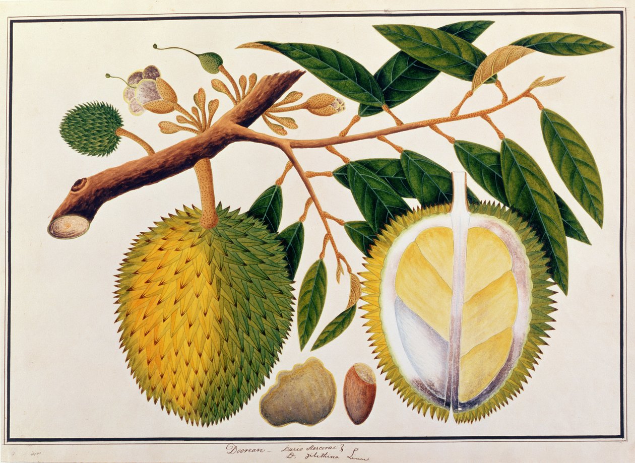 Doorean eller Durio Hercorae, från Drawings of Plants from Malacca, c.1805-18 (wc på papper) av Chinese School