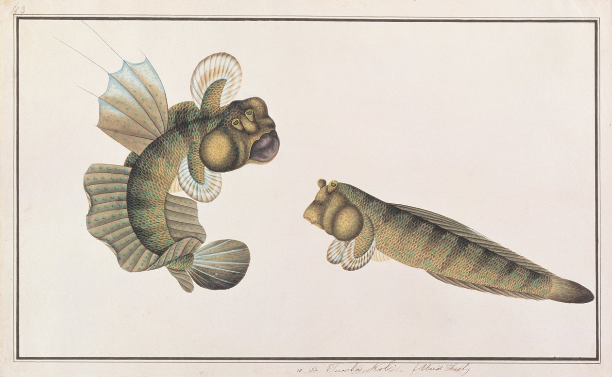 Dragon Mudskipper, från Drawings of Fishes from Malacca, c.1805-18 (wc på papper) av Chinese School