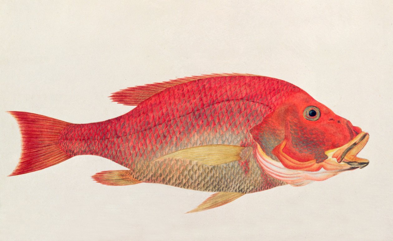 Eekan Bambangan, från Drawings of Fishes from Malacca, c.1805-18 (wc på papper) av Chinese School