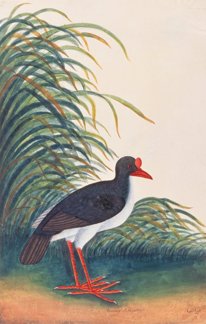 Eurasian Oystercatcher, från Drawings of Birds from Malacca, c.1805-18 (wc på papper) av Chinese School