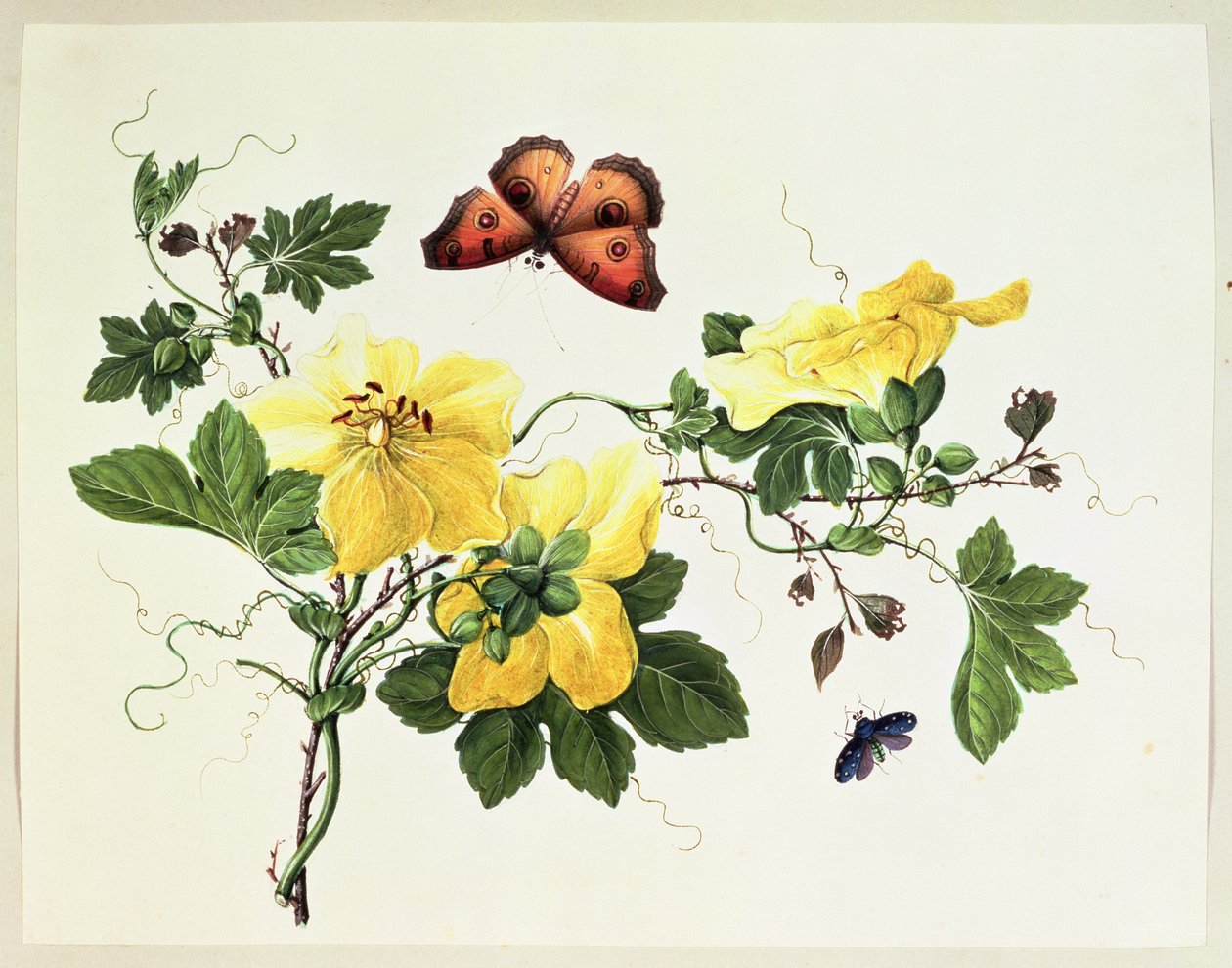 Blomsterstudie og sommerfuglefrø av Chinese School