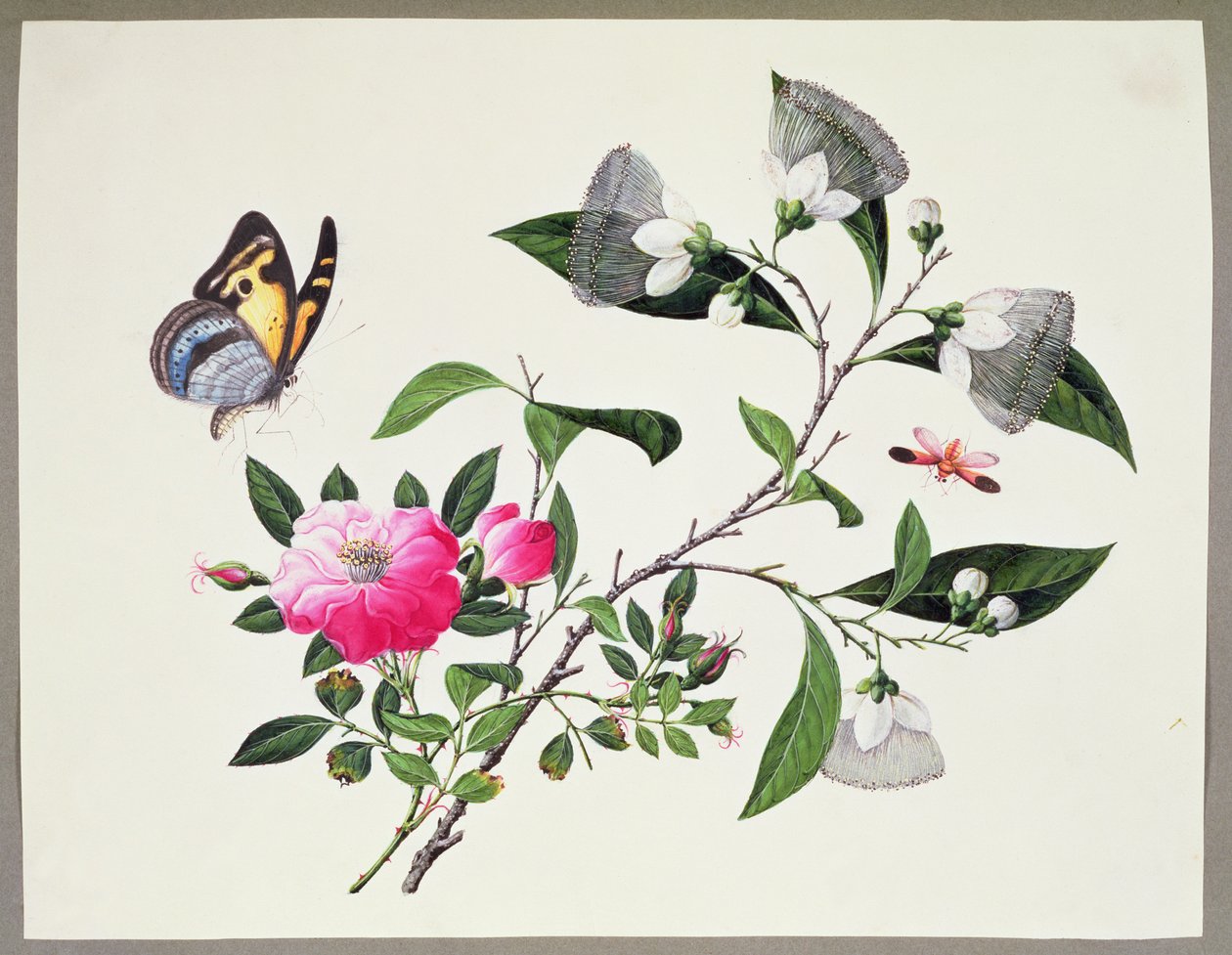 Blomsterstudie och insekter av Chinese School