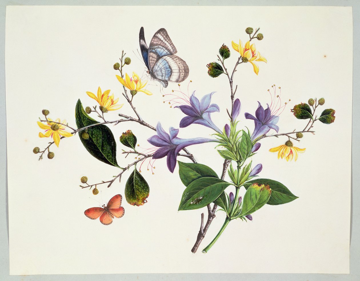 Blomsterstudier och insekter av Chinese School