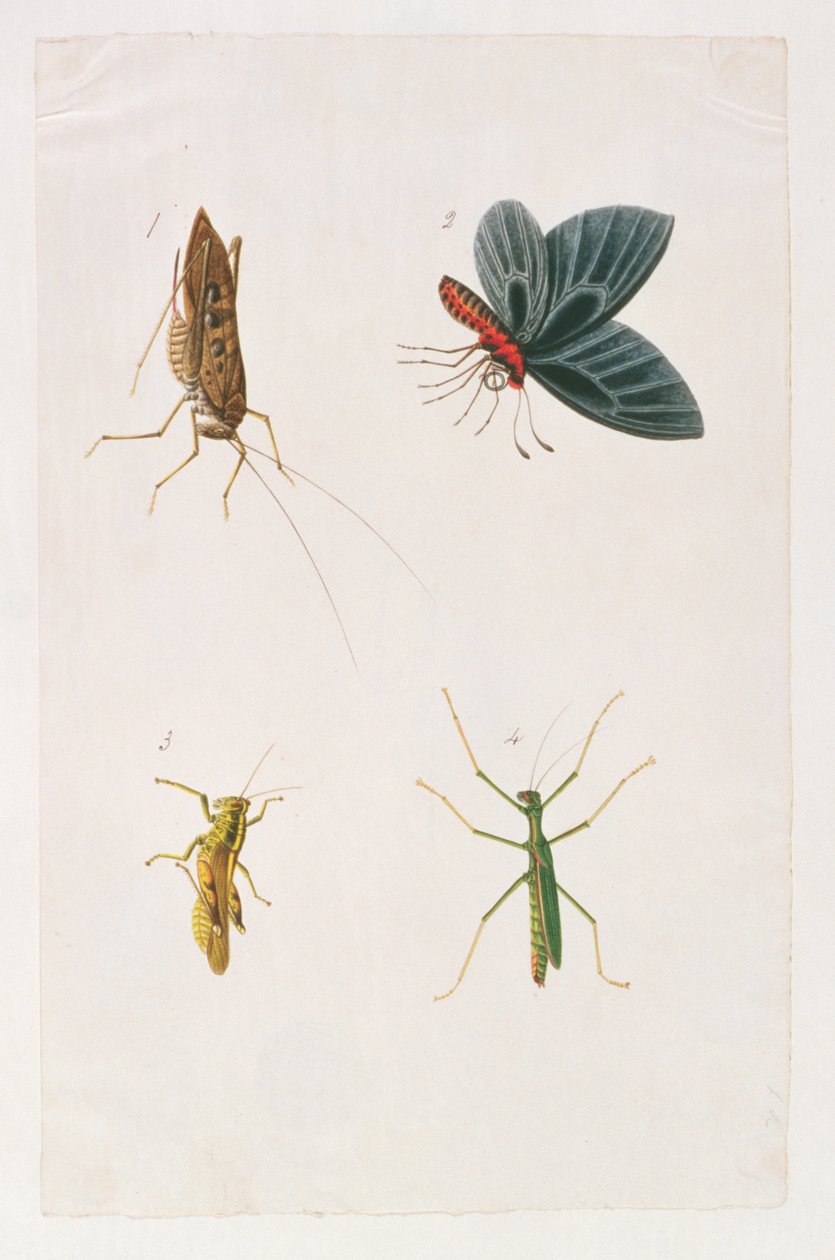 Fyra insekter, från teckningar av djur, insekter och reptiler från Malacka, ca 1805-18 (wc & gouache på papper) av Chinese School