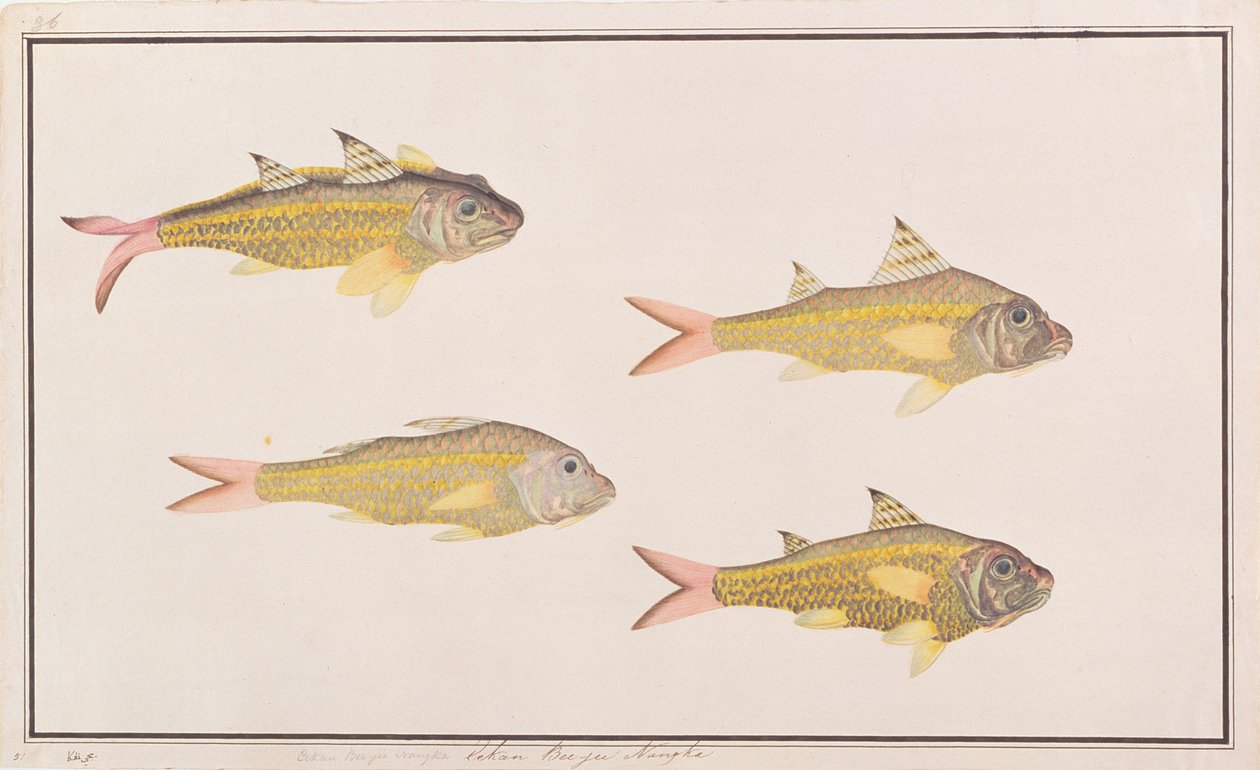 Getfisk, från ritningar av fiskar från Malacka, ca 1805-18 (wc på papper) av Chinese School