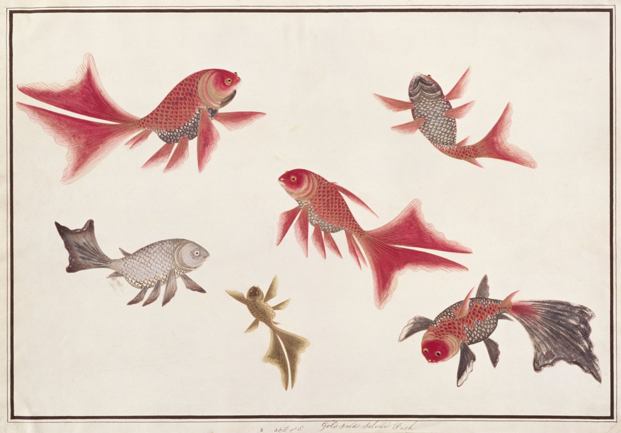 Guld- och silverfisk, från teckningar av fiskar från Malacka, ca 1805-18 (wc på papper) av Chinese School