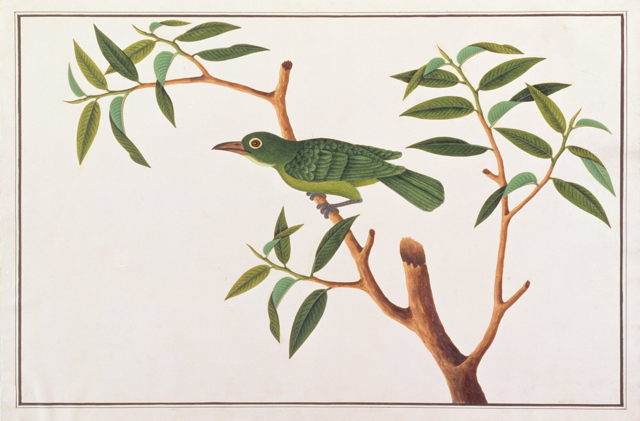 Greater Green Leafbird, från Drawings of Birds from Malacca, c.1805-18 (wc på papper) av Chinese School