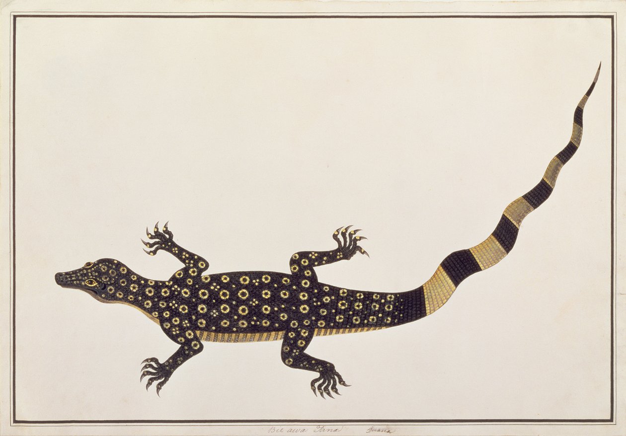 Guana, Bie awa Tana, från Drawings of Animals, Insects and Reptiles from Malacca, c.1805-18 (wc och gouache på papper) av Chinese School